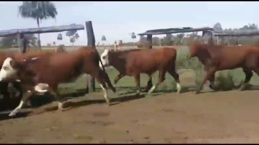 Lote 57 Novillitos en Empedrado, Corrientes