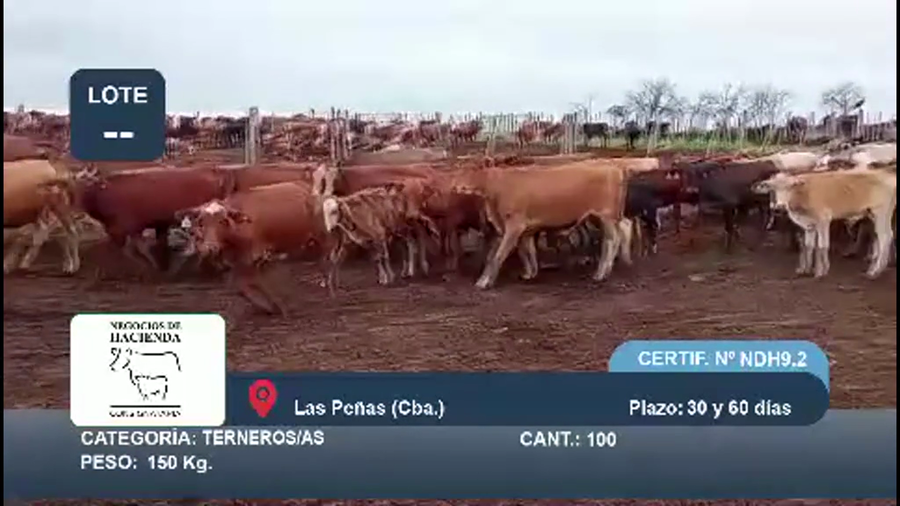 Lote 130 Terneros/as en Córdoba, Las Peñas