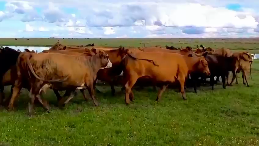 Lote 30 Vacas de invernar