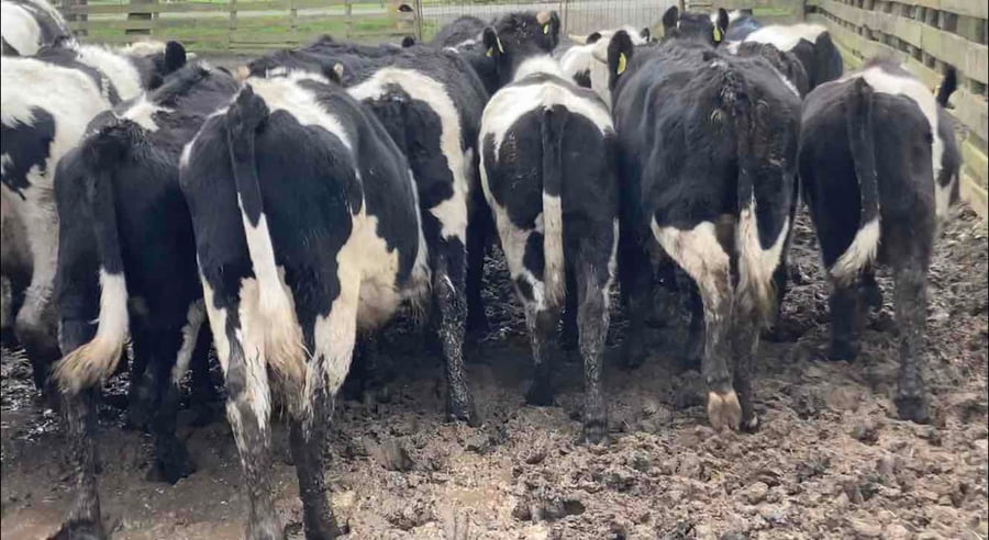 Lote 60 Novillo Engorda en Purranque, X Región Los Lagos