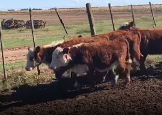 Lote 105 Terneras de 180Kg en Viamonte, Córdoba