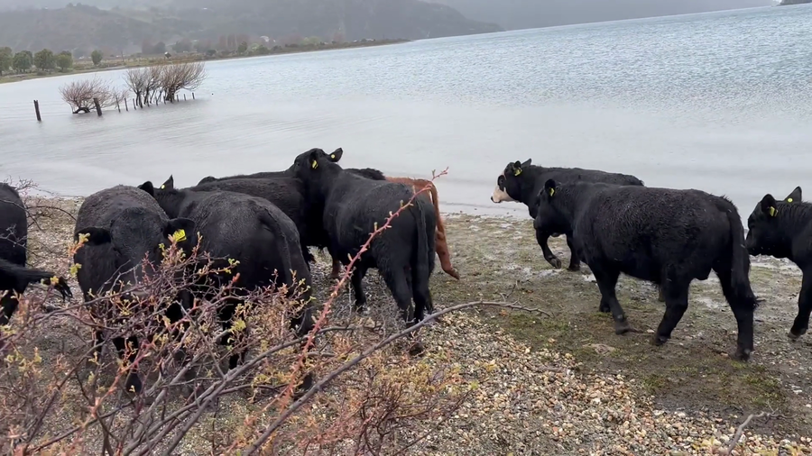 Lote 15 Ternero en Río Ibáñez, XI Región Aysén