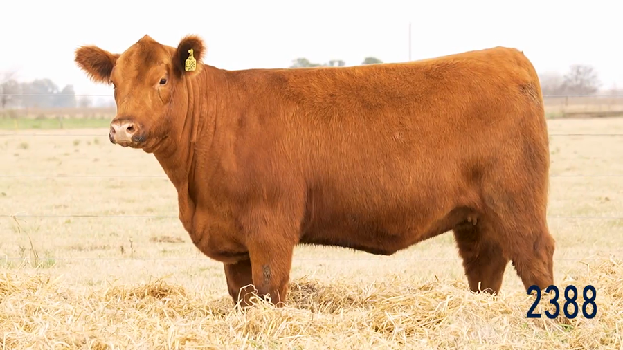 Lote Vaquillona