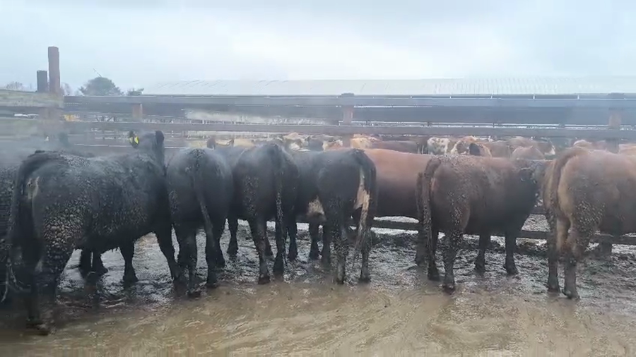 Lote 20 Vaquilla Gorda en Los Ángeles, VIII Región Biobío