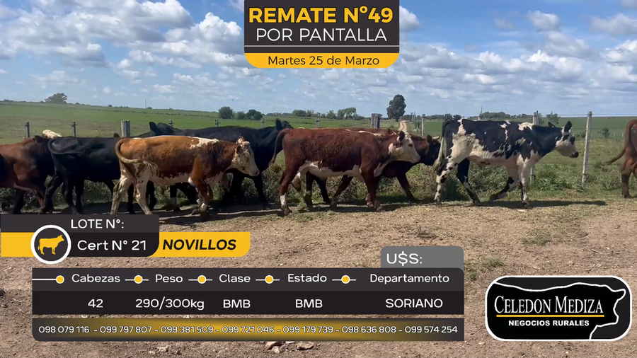 Lote 42 Novillos en Duraznito, Soriano