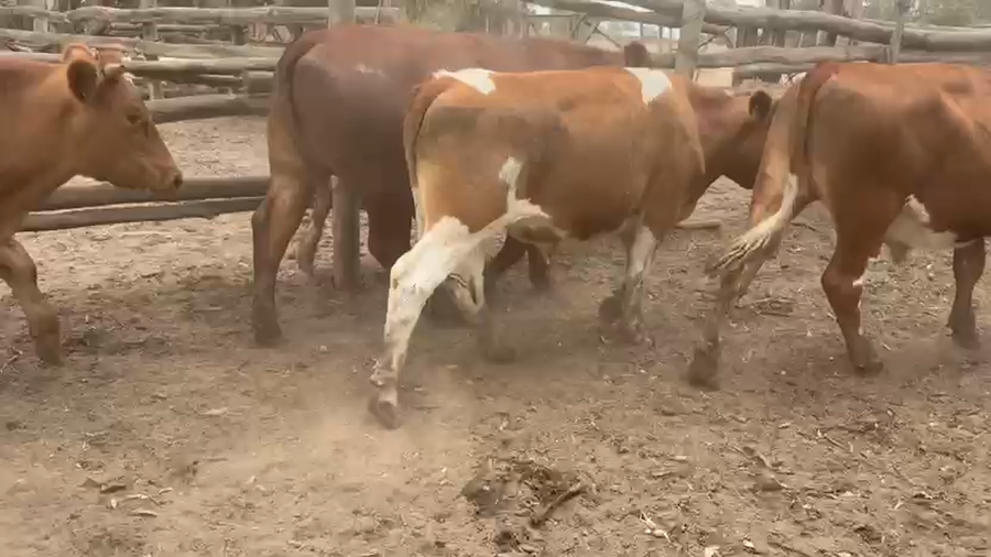 Lote 26 Novillo Engorda