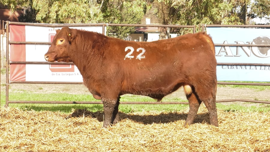 Lote TOROS ANGUS COLORADOS PC