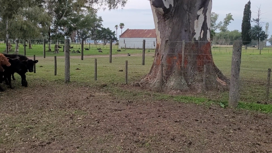 Lote 92 Terneras en Bragado