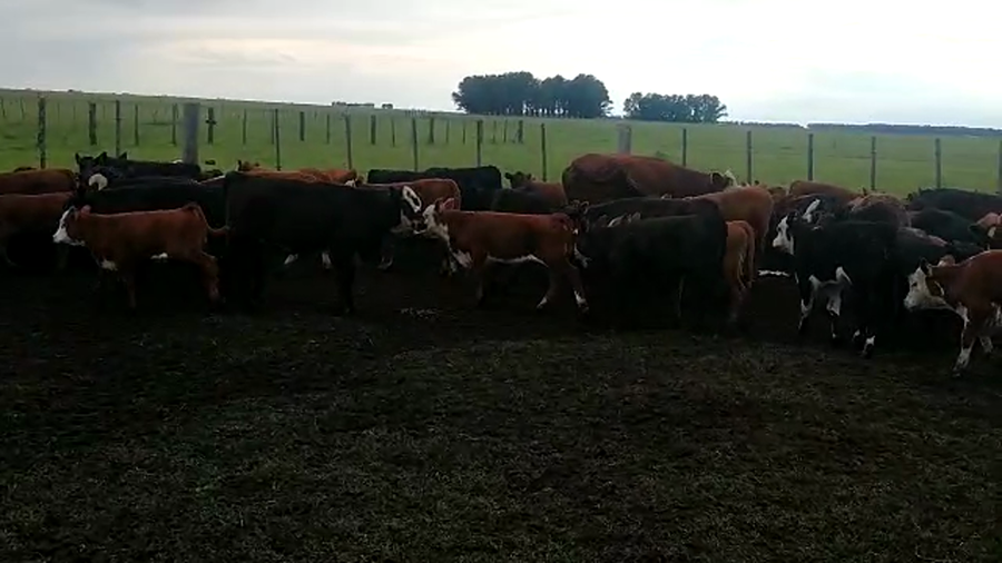 Lote 70 Terneros/as en Tapalqué, Buenos Aires