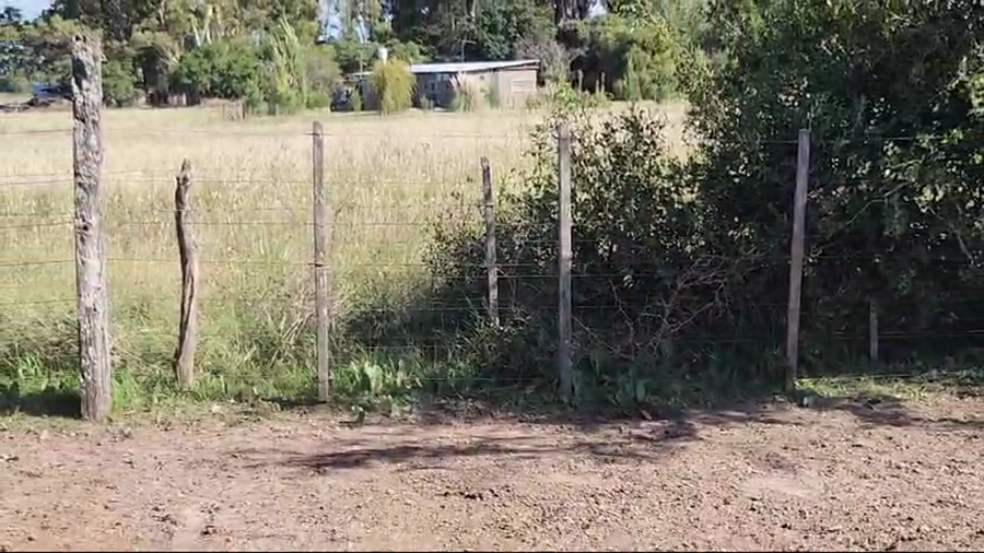 Lote 35 Terneros en Magdalena, Buenos Aires