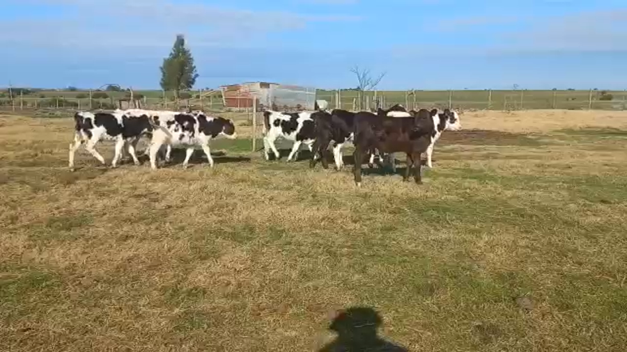 Lote Terneros y Terneras