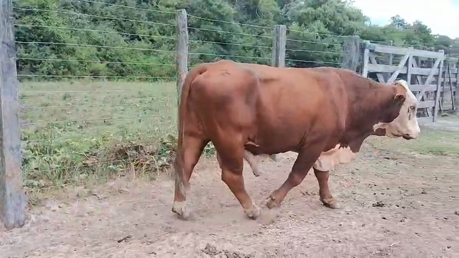 Lote 1 Toros de invernar en Corrientes, Empedrado
