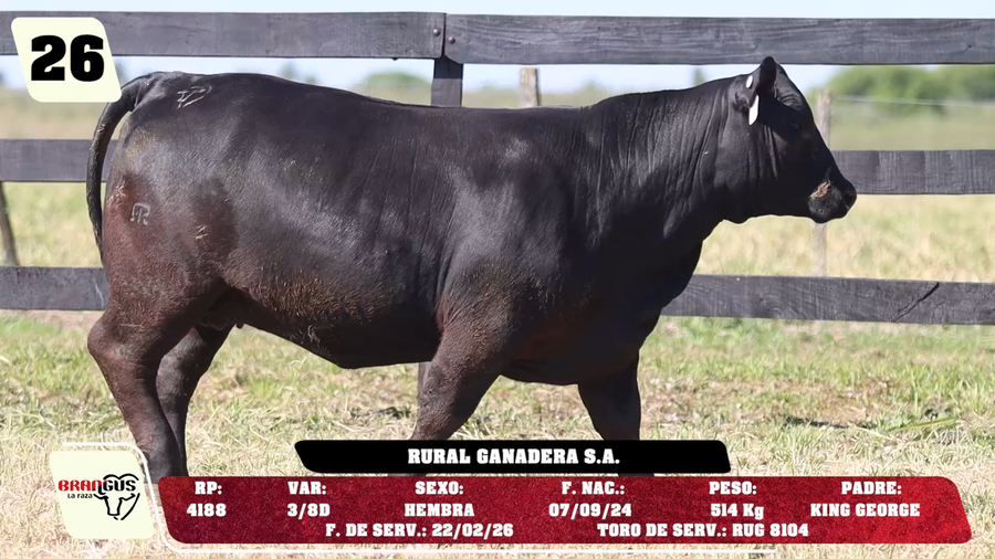 Lote LOTE 26 - DE CAMPO