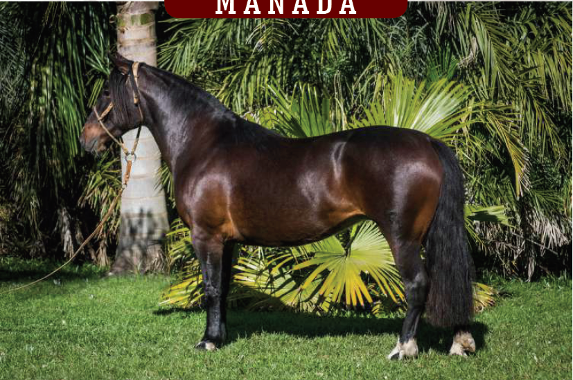 Lote YÚBELY DANIELA