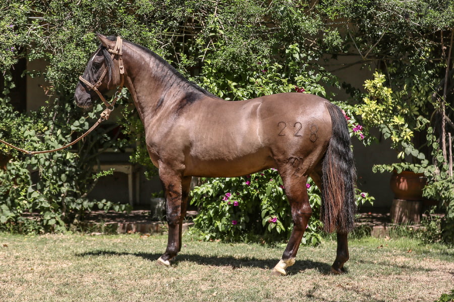 Lote VELETA EL BARRABRAVA
