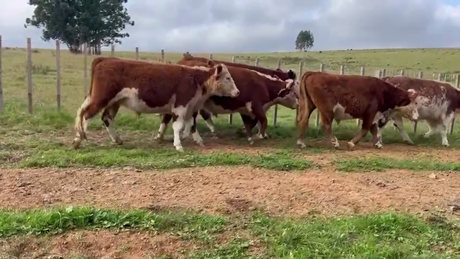 Lote NOVILLOS DE 2 A 3 AÑOS