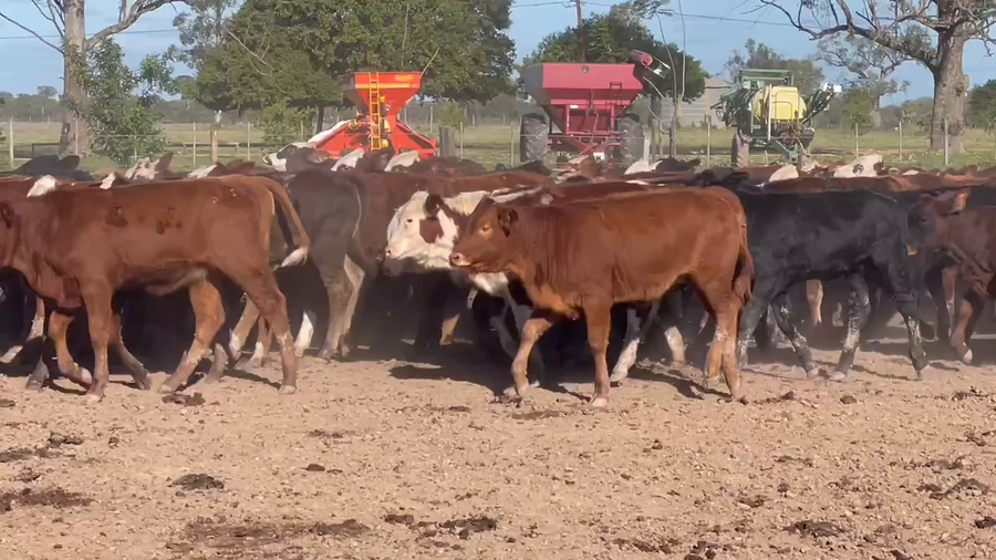 Lote 140 Terneras en Ibarreta, Formosa