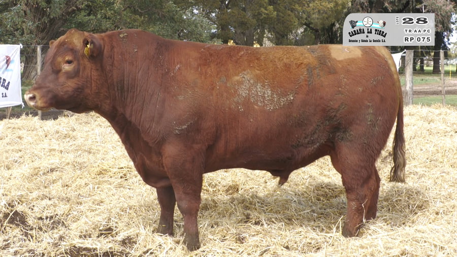 Lote TOROS PUROS CONTROLADOS