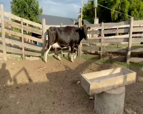 Lote (Vendido)Vacas preñadas HOLANDO a remate en 2da Pantalla ENTRE MARTILLOS en CARRETON