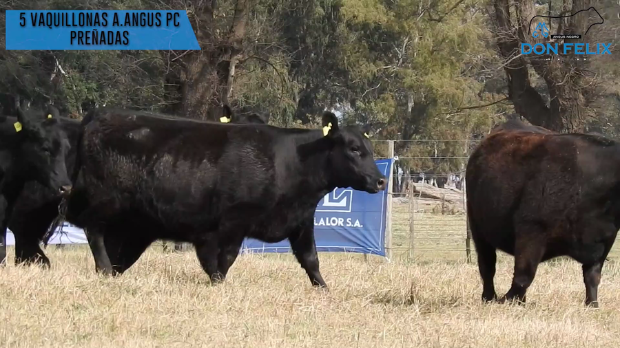 Lote "Cabaña ""Don Felix"" Vaquillonas PC"
