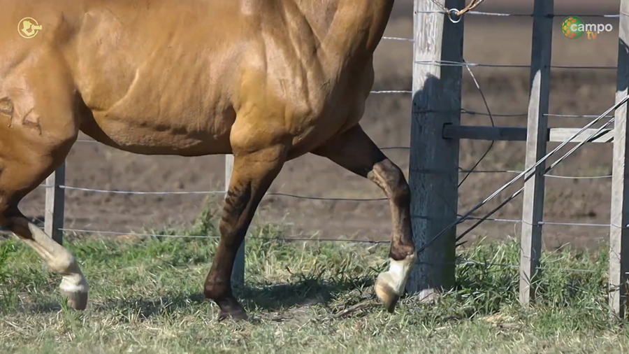 Lote LA ROSADA PATRIA GAUCHA