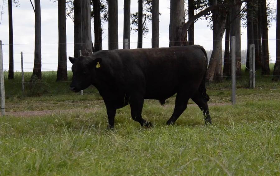 Lote ABERDEEN ANGUS PEDREGREE