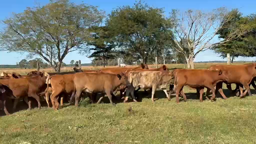 Lote 107 Vaquillonas
