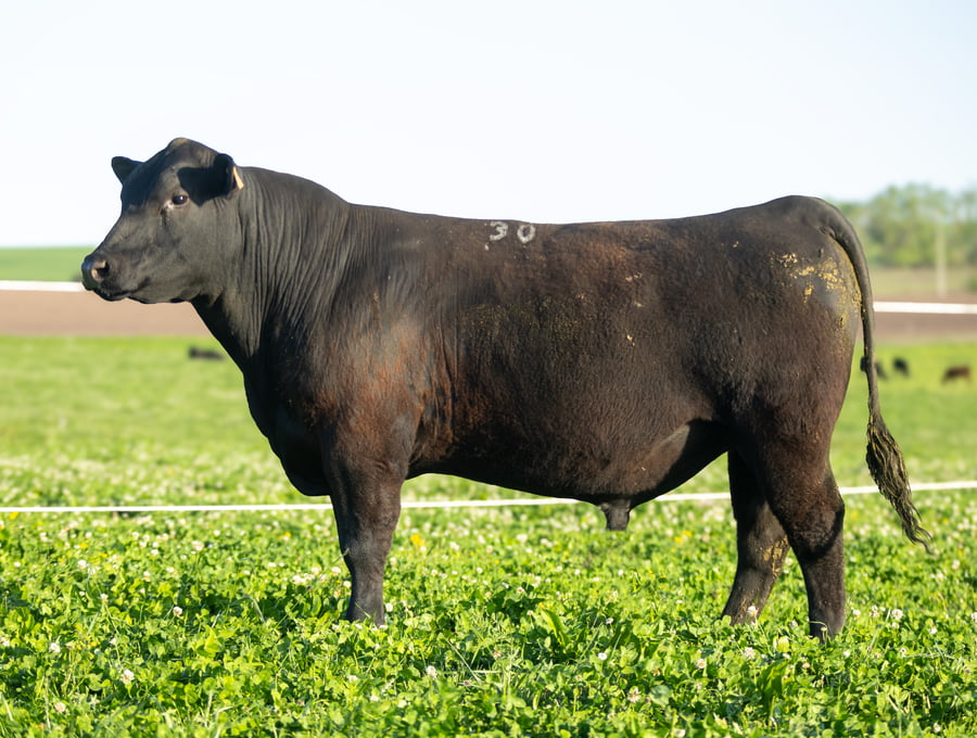 Lote Don Jose - 2- Toros