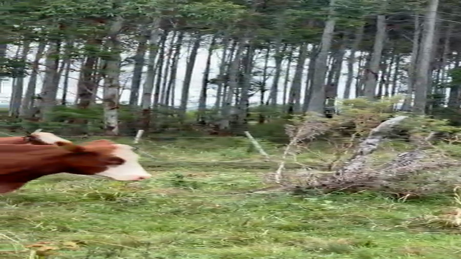 Lote 18 Vacas de invernar