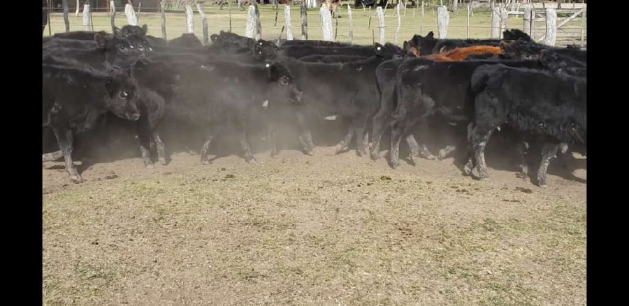 Lote 65 Terneros/as en Villaguay, Entre Ríos