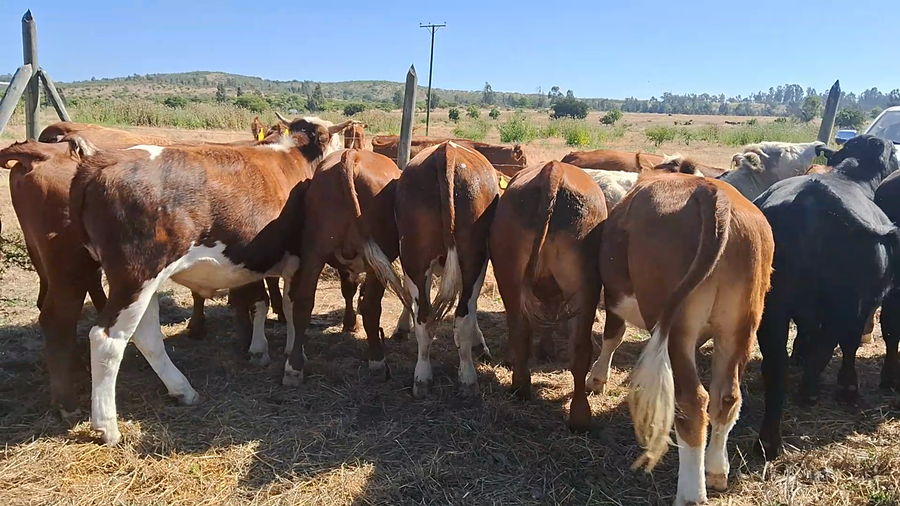 Lote 42 Novillo Engorda en San Antonio, V  Región Valparaíso