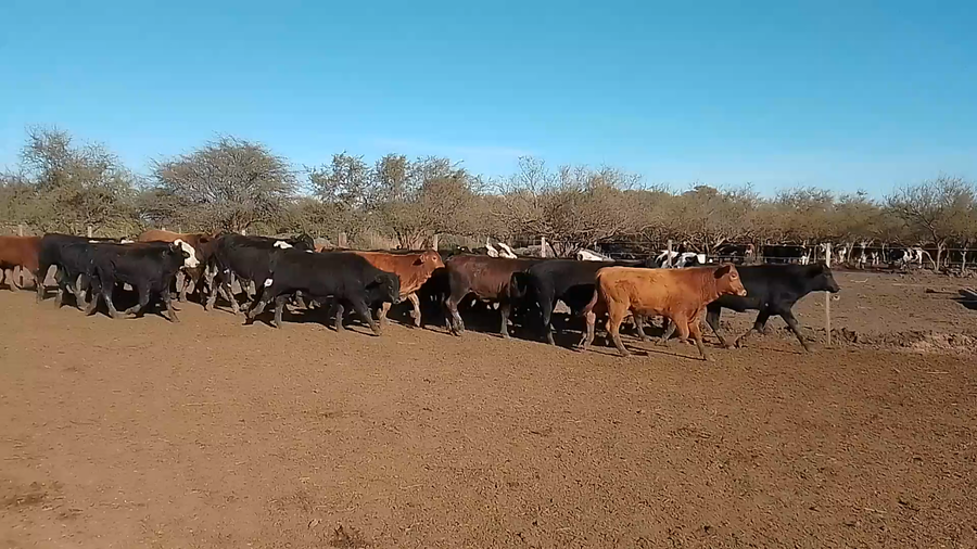 Lote 120 Terneros/as Cruza en Cululú, Santa Fe