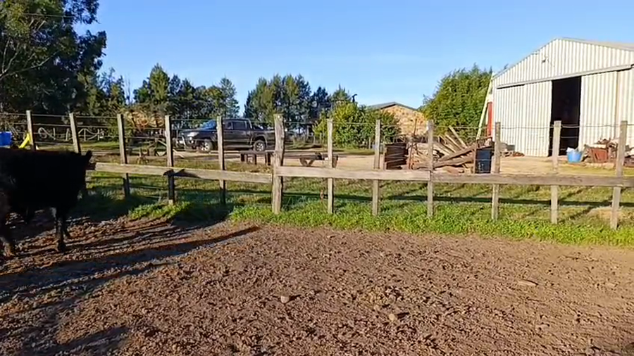 Lote 3 Toros PI / PO / PC Angus a remate en Pantalla Camy 380kg -  en Mal Abrigo