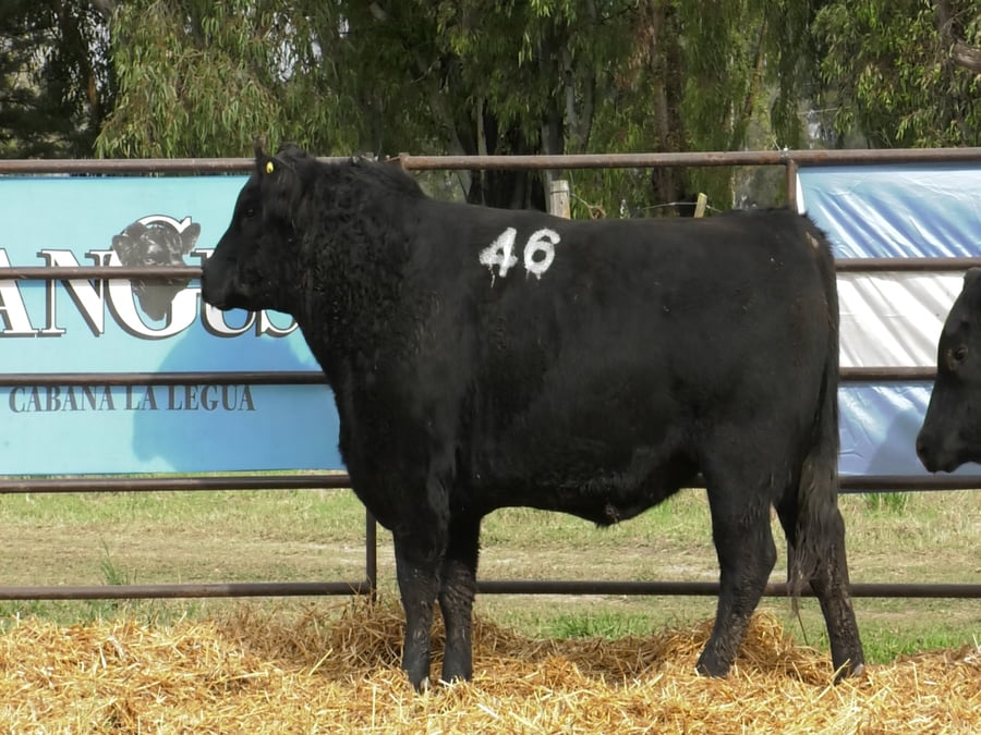Lote TOROS ANGUS NEGROS PC