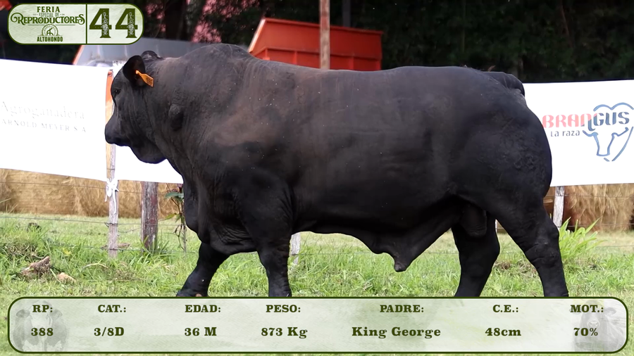 Lote LOTE 44