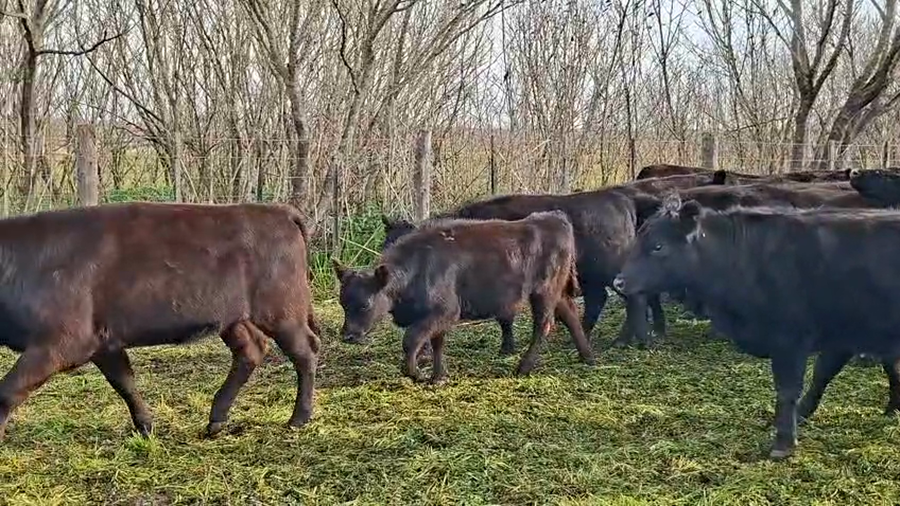 Lote 35 Vaquillonas en Chascomús