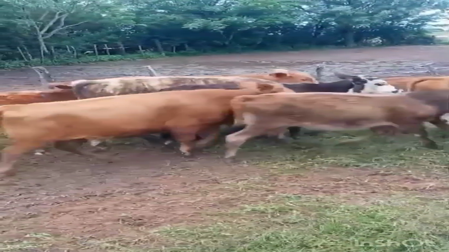 Lote 55 Terneros/as en Corrientes, San Miguel