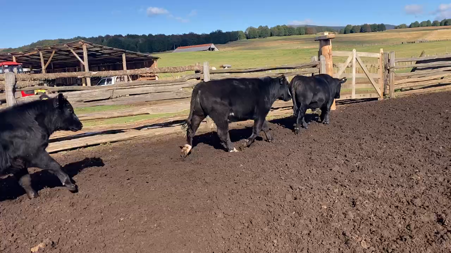 Lote 31 Novillo Engorda en Coyhaique, XI Región Aysén