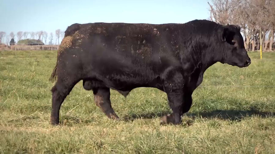 Lote Toros PP y PC a campo con DEPs