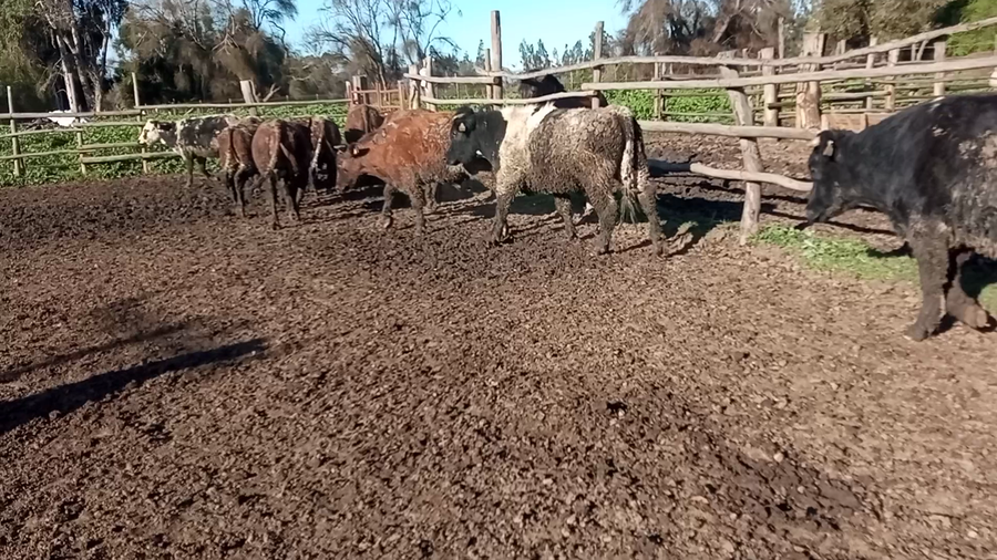 Lote 74 Novillo Engorda en Melipilla, Región Metropolitana