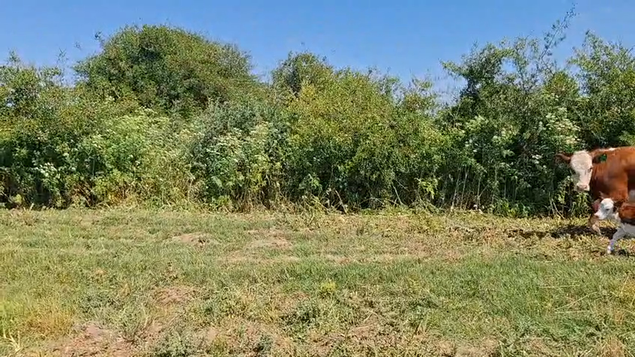 Lote 16 AL CORTE NUEVAS