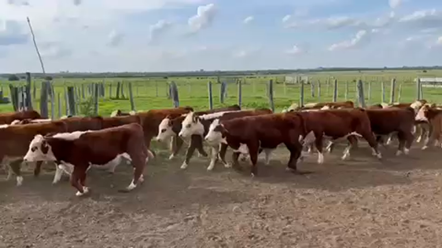 Lote 112 Terneros en Rosario del Tala, Entre Ríos