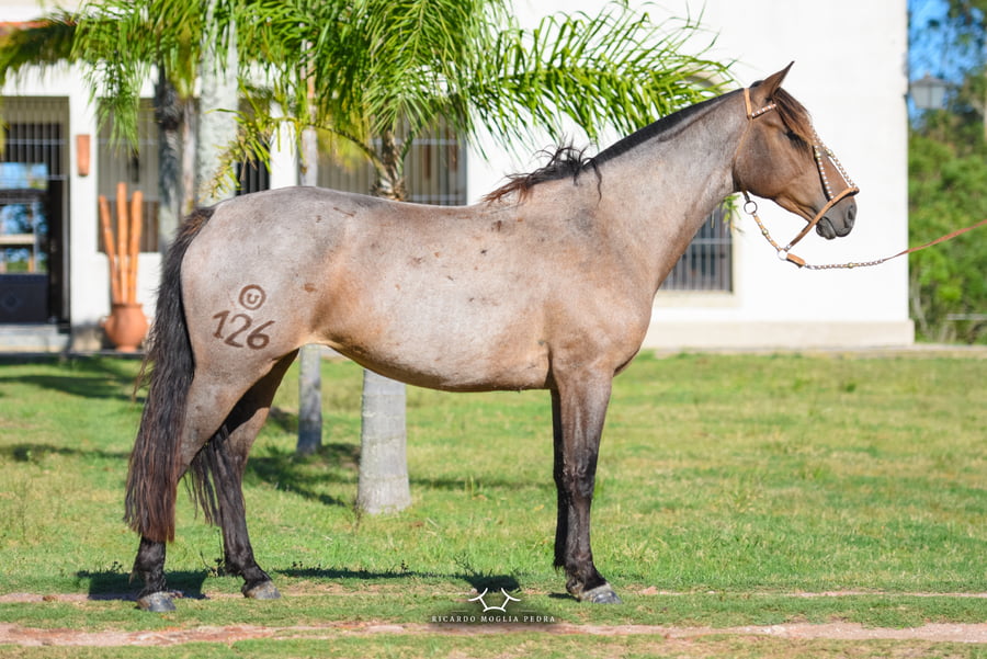 Lote RP 126 - Fogosa