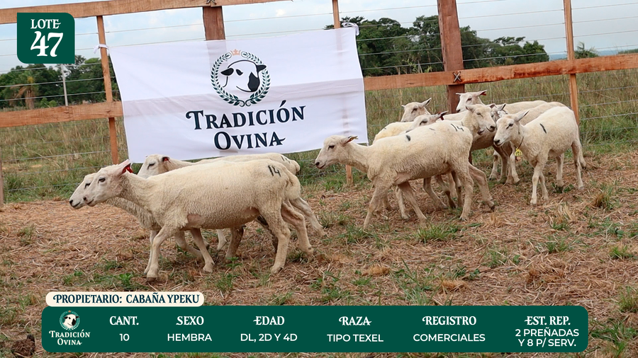 Lote LOTE 47 - POR PANTALLA