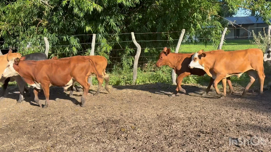 Lote 80 Terneros en Corrientes, San Roque