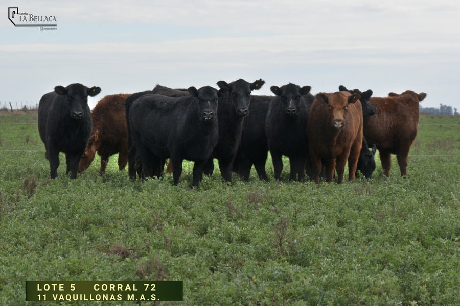 Lote VAQUILLONA M.A.S.