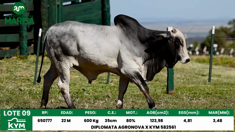 Lote Lote 9