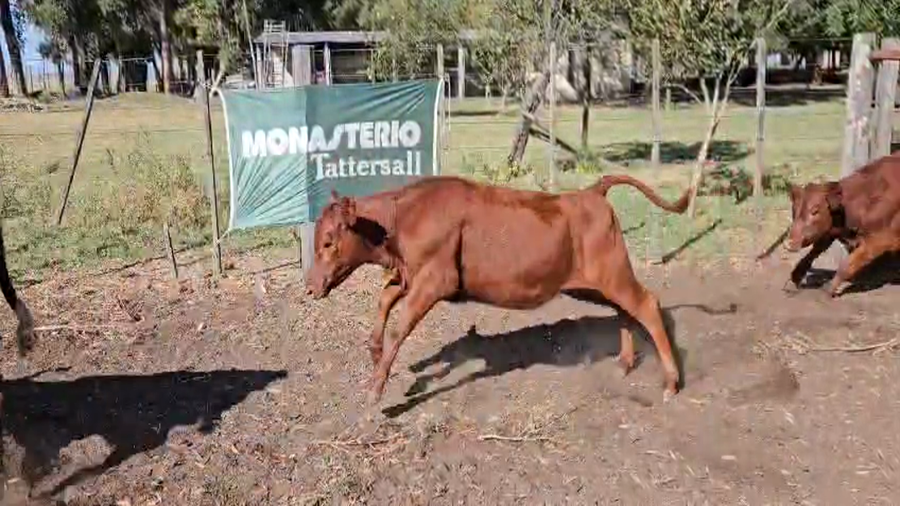 Lote 69 Terneros/as en Gral. Alvear