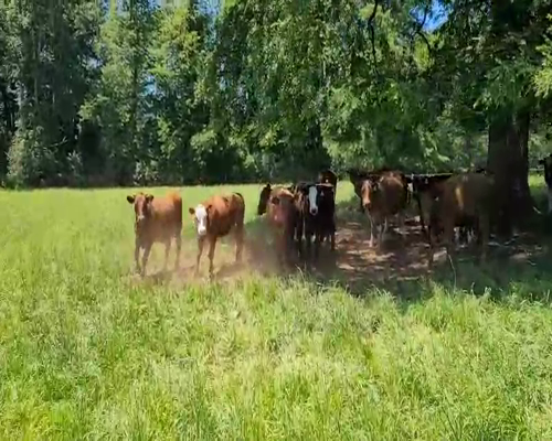 Lote 70 Ternero en Cunco, IX Región Araucanía
