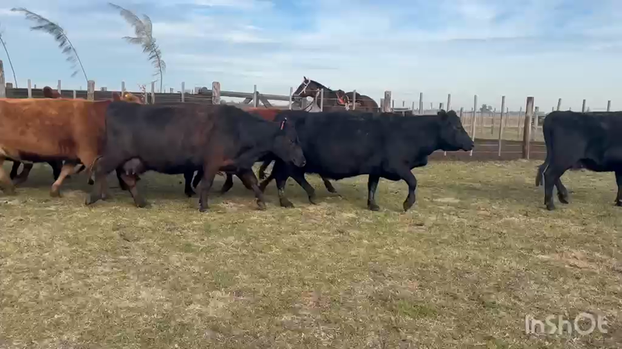 Lote 35 Vacas CUT preñadas